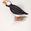 Northern Puffin
