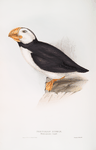 Northern Puffin