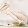 Pelican 