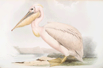 Pelican 