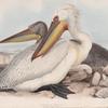Dalmatian Pelican 
