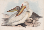 Dalmatian Pelican 