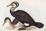 Common Cormorant 