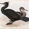 Snag, or Green Cormorant 