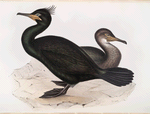 Snag, or Green Cormorant 