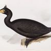 Desmarest's Cormorant 