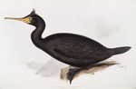 Desmarest's Cormorant 