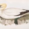 Black-tailed Gannet 