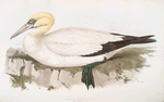 Black-tailed Gannet 
