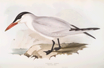 Caspian Tern 