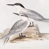 Sandwich Tern 