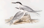 Sandwich Tern 