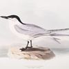 Gull-billed Tern 