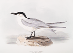 Gull-billed Tern 
