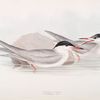 Common Tern 