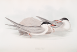 Common Tern 