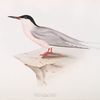 Roseate Tern 