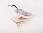 Roseate Tern 