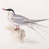 Arctic Tern 