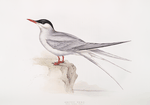 Arctic Tern 