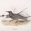 Black Tern 