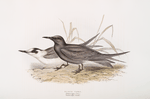 Black Tern 