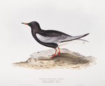 White-winged Tern 