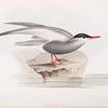 Moustache Tern 