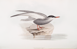 Moustache Tern 