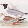 Laughing Gull 