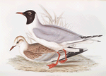 Laughing Gull 
