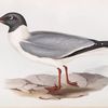 Black-winged Gull 