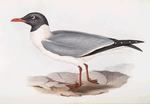 Black-winged Gull 