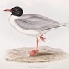 Black-headed Gull 