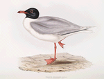 Black-headed Gull 
