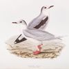 Little Gull 