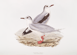 Little Gull 