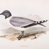Sabine's Gull 