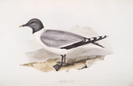 Sabine's Gull 