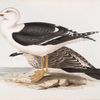 Lesser Black-backed Gull 