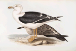 Lesser Black-backed Gull 
