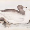Glaucous Gull 