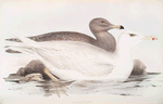 Glaucous Gull 