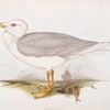 Iceland Gull 