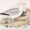 Herring Gull 