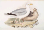 Herring Gull 