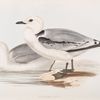 Kittiwake Gull 