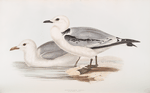 Kittiwake Gull 
