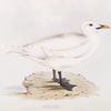 Ivory Gull 