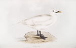 Ivory Gull 
